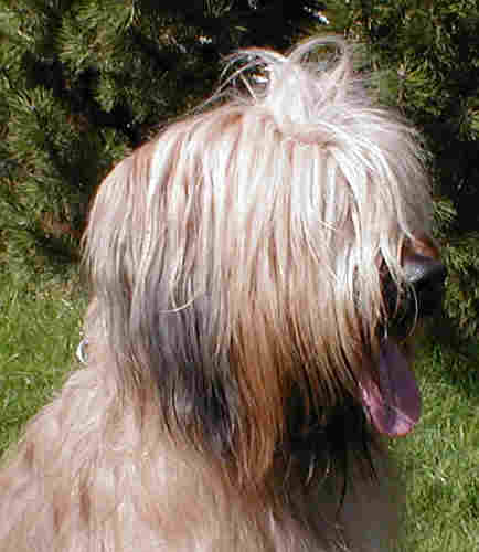 Champion Pebbles du chateau magic